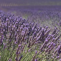 2019 france provence lavender fields